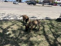 Belgian Shepherd Dog (Malinois) Puppies for sale in Indianapolis, IN, USA. price: NA