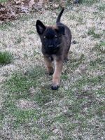 Belgian Shepherd Dog (Malinois) Puppies for sale in Terre Haute, IN 47802, USA. price: NA