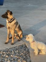 Belgian Shepherd Dog (Malinois) Puppies for sale in Justin, TX 76247, USA. price: NA