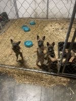Belgian Shepherd Dog (Malinois) Puppies for sale in Atlanta, GA, USA. price: NA