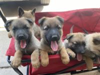 Belgian Shepherd Dog (Malinois) Puppies for sale in Dallas, TX, USA. price: NA