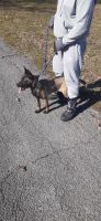 Belgian Shepherd Dog (Malinois) Puppies for sale in Louisville, KY, USA. price: NA