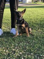 Belgian Shepherd Dog (Malinois) Puppies for sale in Channelview, TX, USA. price: NA