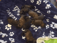 Belgian Shepherd Dog (Malinois) Puppies for sale in Fall River, MA, USA. price: NA