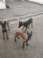 Belgian Shepherd Dog (Malinois) Puppies for sale in Palghar, Maharashtra 401404, India. price: 35000 INR