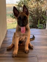 Belgian Shepherd Dog (Malinois) Puppies for sale in 18065 Wisdom Rd, Lytle, TX 78052, USA. price: NA