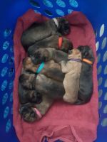 Belgian Shepherd Dog (Malinois) Puppies for sale in Copperas Cove, TX, USA. price: NA