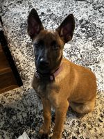 Belgian Shepherd Dog (Malinois) Puppies for sale in Dublin, OH 43016, USA. price: NA