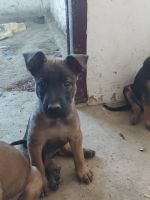 Belgian Shepherd Dog (Malinois) Puppies for sale in Lucknow, Uttar Pradesh, India. price: 35000 INR
