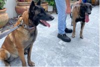 Belgian Shepherd Dog (Malinois) Puppies for sale in Boca Raton, FL 33498, USA. price: NA