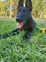 Belgian Shepherd Dog (Malinois) Puppies for sale in Sylmar, Los Angeles, CA, USA. price: NA