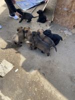 Belgian Shepherd Dog (Malinois) Puppies for sale in Jamul, CA, USA. price: NA