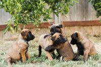 Belgian Shepherd Dog (Malinois) Puppies for sale in Sacramento, CA, USA. price: $1,700