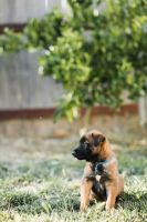 Belgian Shepherd Dog (Malinois) Puppies for sale in Sacramento, CA, USA. price: NA
