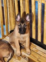 Belgian Shepherd Dog (Malinois) Puppies for sale in Virginia Beach, VA, USA. price: $1,500