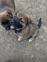 Belgian Shepherd Dog (Malinois) Puppies for sale in Centerville, UT, USA. price: $500