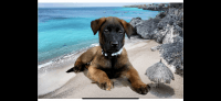 Belgian Shepherd Dog (Malinois) Puppies for sale in Lake View Terrace, CA 91342, USA. price: $999
