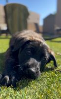 Belgian Shepherd Dog (Malinois) Puppies for sale in Phoenix, AZ 85054, USA. price: $1,000