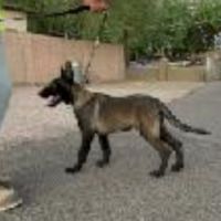Belgian Shepherd Dog (Malinois) Puppies for sale in 3901 E Anne St, Phoenix, AZ 85040, USA. price: $1,200