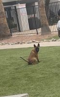 Belgian Shepherd Dog (Malinois) Puppies for sale in Phoenix, AZ 85033, USA. price: $400