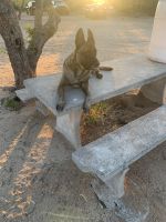 Belgian Shepherd Dog (Malinois) Puppies for sale in Tucson, AZ, USA. price: $1,300