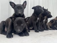 Belgian Shepherd Dog (Malinois) Puppies for sale in Dallas, TX, USA. price: $650