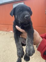 Belgian Shepherd Dog (Malinois) Puppies for sale in E 2nd Ave, Sun Valley, NV 89433, USA. price: $150