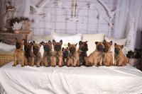 Belgian Shepherd Dog (Malinois) Puppies for sale in Tucumcari, New Mexico. price: $1,750
