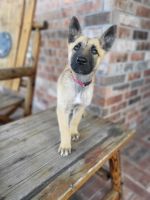 Belgian Shepherd Dog (Malinois) Puppies for sale in OLD RVR-WNFRE, TX 77523, USA. price: $450