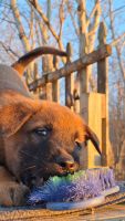 Belgian Shepherd Dog (Malinois) Puppies for sale in Omaha, Illinois. price: $600