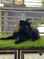 Belgian Shepherd Dog (Malinois) Puppies for sale in Ernakulam, Kerala. price: 40,000 INR