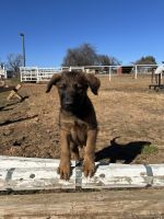 Belgian Shepherd Dog (Malinois) Puppies for sale in Jones, Oklahoma. price: $350