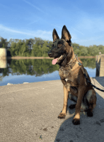 Belgian Shepherd Dog (Malinois) Puppies for sale in Clarksville, Tennessee. price: $1