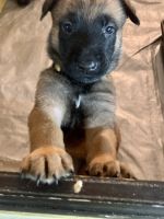 Belgian Shepherd Dog (Malinois) Puppies for sale in Decatur, AL 35601, USA. price: NA