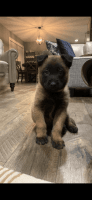 Belgian Shepherd Dog (Malinois) Puppies for sale in Williamsburg, OH, USA. price: NA