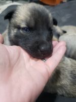 Belgian Shepherd Dog (Malinois) Puppies for sale in Germantown, OH, USA. price: NA