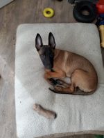 Belgian Shepherd Dog (Malinois) Puppies for sale in New York, NY, USA. price: NA