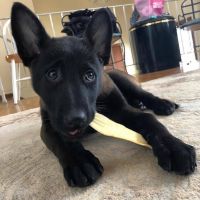Belgian Shepherd Dog (Malinois) Puppies for sale in N Chicago St, Los Angeles, CA 90033, USA. price: NA