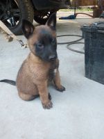 Belgian Shepherd Dog (Malinois) Puppies for sale in Warrenville, SC 29851, USA. price: NA