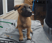 Belgian Shepherd Dog (Malinois) Puppies for sale in Highlands, TX, USA. price: NA