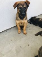Belgian Shepherd Dog (Malinois) Puppies for sale in Patterson, CA 95363, USA. price: NA