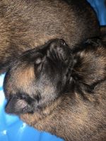 Belgian Shepherd Dog (Malinois) Puppies for sale in Boerne, TX 78006, USA. price: NA