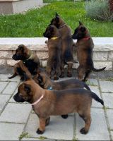 Belgian Shepherd Dog (Malinois) Puppies for sale in Nashville, TN, USA. price: NA