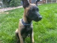 Belgian Shepherd Dog (Malinois) Puppies for sale in Colorado Springs, CO, USA. price: NA
