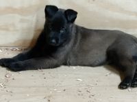Belgian Shepherd Dog (Malinois) Puppies for sale in Dawson, WV 24910, USA. price: NA