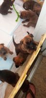 Belgian Shepherd Dog (Malinois) Puppies for sale in Grifton, NC, USA. price: NA