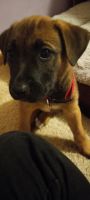 Belgian Shepherd Dog (Malinois) Puppies for sale in West Palm Beach, FL, USA. price: NA