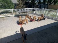 Belgian Shepherd Dog (Malinois) Puppies for sale in Albany, NY, USA. price: NA