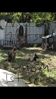 Belgian Shepherd Dog (Malinois) Puppies for sale in Fort Worth, TX 76111, USA. price: NA