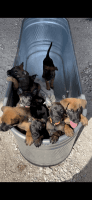 Belgian Shepherd Dog (Malinois) Puppies for sale in Fate, TX 75189, USA. price: NA